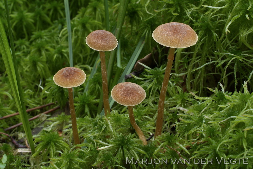 Vlokkig veenmosklokje - Galerina paludosa